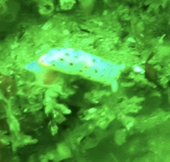 Hypselodoris bennetti