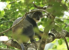 Cercopithecus mitis albogularis