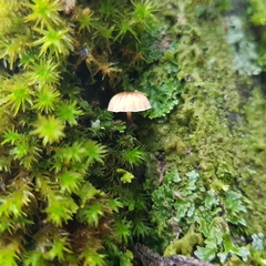 Mycena juniperina