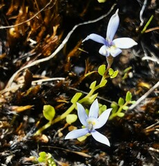 Lobelia surrepens