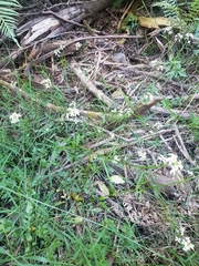 Rorippa dictyosperma