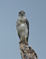 Circaetus fasciolatus