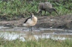 Sarkidiornis melanotos