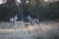 Hippotragus equinus equinus