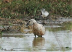 Sarkidiornis melanotos