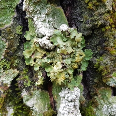 Ricasolia amplissima