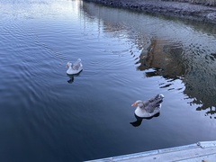 Anser anser domesticus