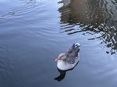 Anser anser domesticus