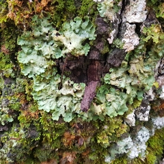 Ricasolia amplissima