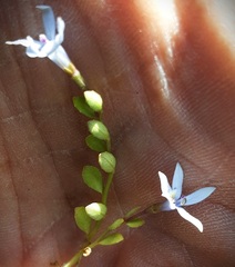 Lobelia surrepens