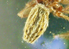 Marpissa lineata