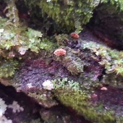 Phaeomarasmius rimulincola