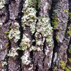 Ricasolia amplissima