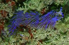 Pteraeolidia ianthina