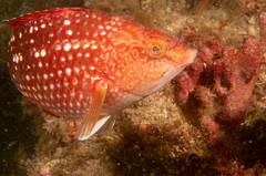 Notolabrus gymnogenis