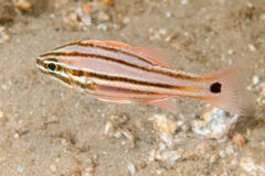 Ostorhinchus limenus