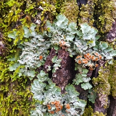 Ricasolia amplissima