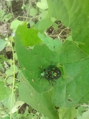 Orsilochides variabilis