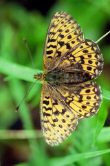 Boloria euphrosyne
