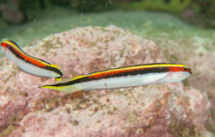 Trachinops taeniatus