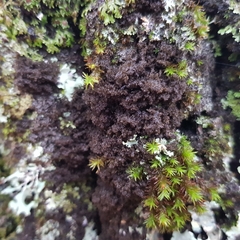 Ricasolia amplissima