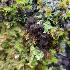 Ricasolia amplissima