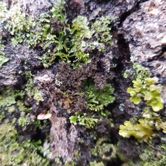 Ricasolia amplissima