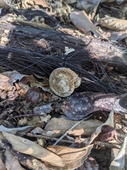 Plectotropis mackensii