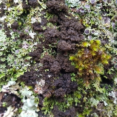 Ricasolia amplissima