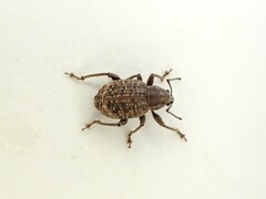 Phlyctinus callosus