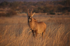 Hippotragus equinus equinus