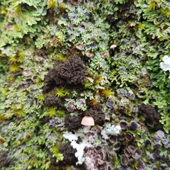 Ricasolia amplissima