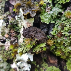 Ricasolia amplissima