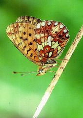 Boloria euphrosyne