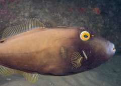 Eubalichthys bucephalus