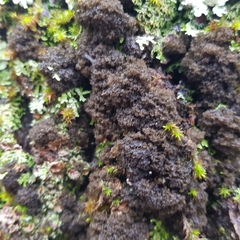 Ricasolia amplissima