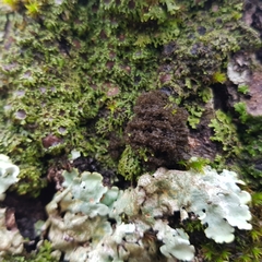 Ricasolia amplissima