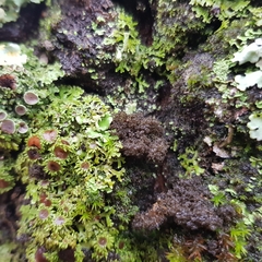 Ricasolia amplissima