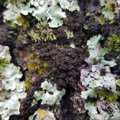 Ricasolia amplissima