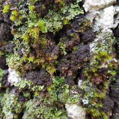 Ricasolia amplissima