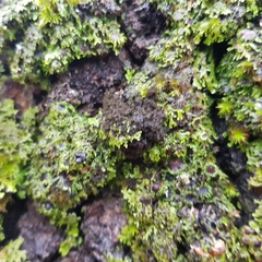 Ricasolia amplissima