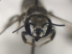 Megachile