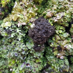 Ricasolia amplissima