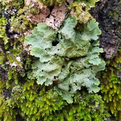 Ricasolia amplissima