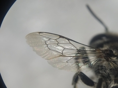 Megachile