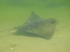 Myliobatis tenuicaudatus