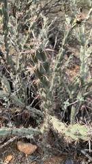 Cylindropuntia acanthocarpa