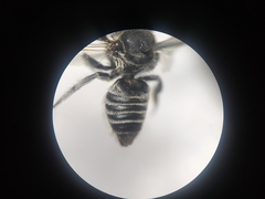 Megachile
