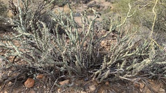Cylindropuntia acanthocarpa