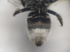Megachile
